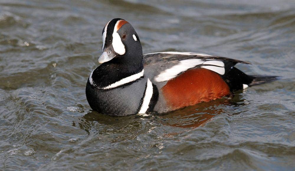 Bebek harlequin (commons.m.wikimedia.org/Peter Massas)