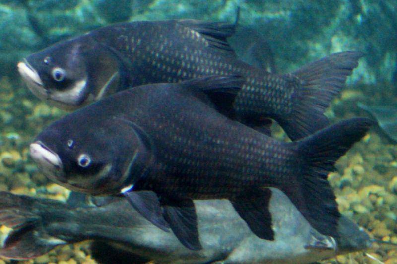 Sepasang giant barb dipelihara di akuarium. (commons.wikimedia.org/Lerdsuwa)