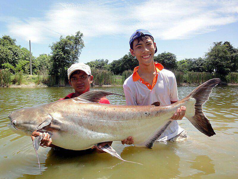 Lele pemakan anjing berukuran besar berhasil dipancing oleh pemuda di Thailand. (commons.wikimedia.org/Gv-fishing)