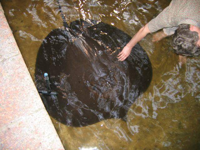 seekor pari air tawar raksasa yang berada di penangkaran (commons.wikimedia.org/Barry Rogge)