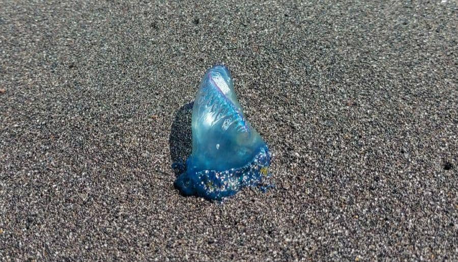 Ubur-ubur beracun muncul di sepanjang pantai selatan Bantul. (Dok. SAR Satlinmas Wilayah IV Bantul)