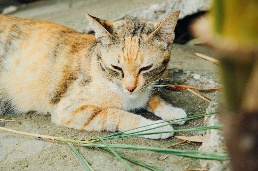 ilustrasi kucing (pexels.com/Kha Ruxury)