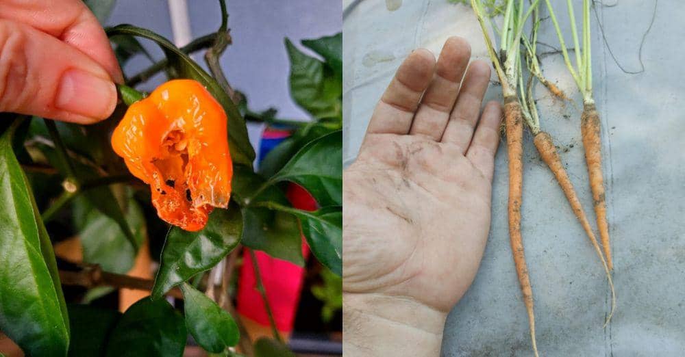10 Potret Gagal Panen Sayuran, Gak Sesuai Ekspektasi!