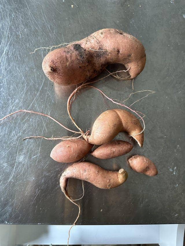 Potret panen sayuran gagal (reddit.com/user/wicoga)