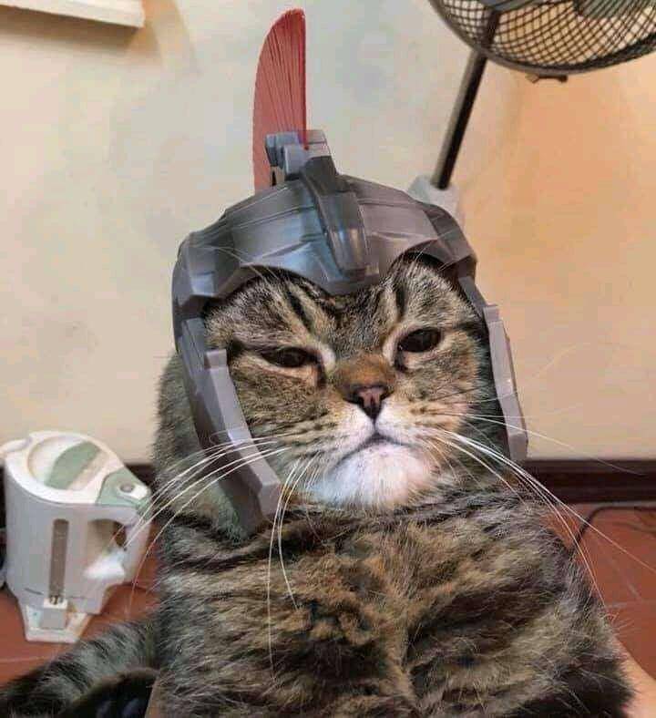foto lucu kucing pakai helm (reddit.com/user/AwwCatsDotCom)