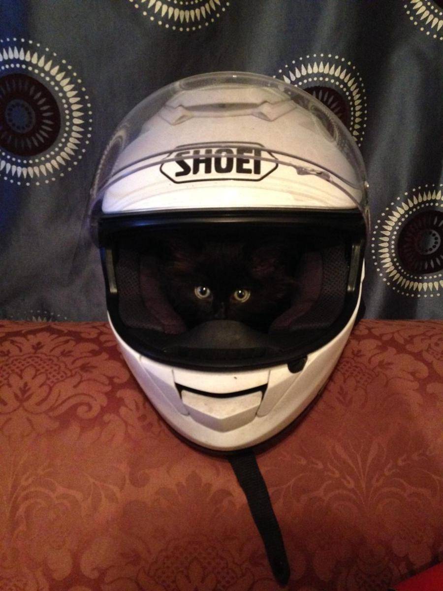 foto lucu kucing pakai helm (reddit.com/user/angeltrigger)