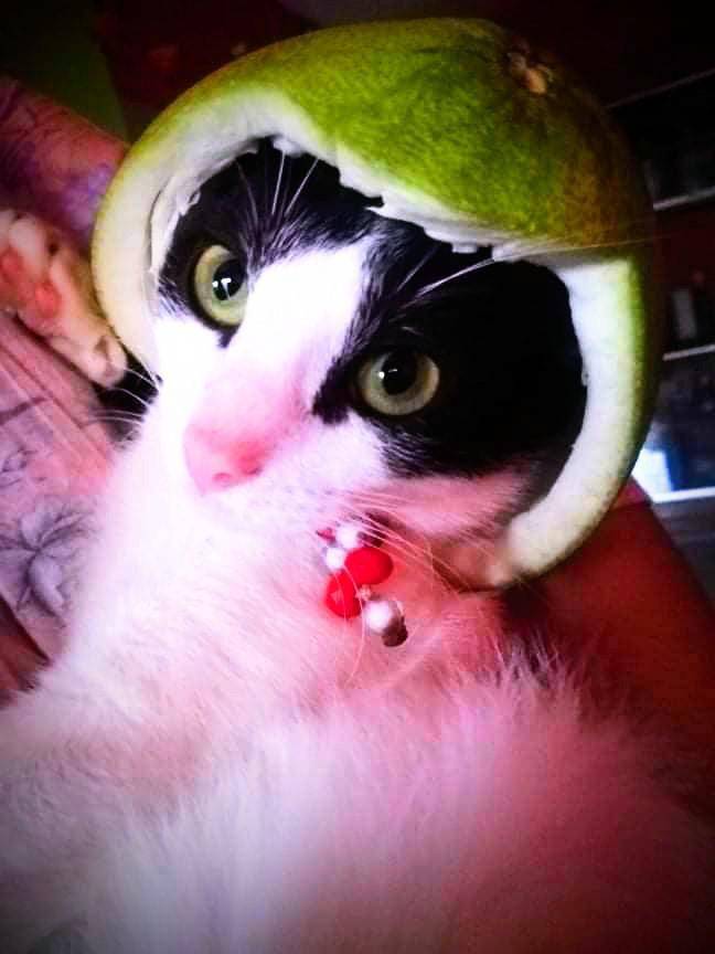 foto lucu kucing pakai helm (reddit.com/user/BiigEye)