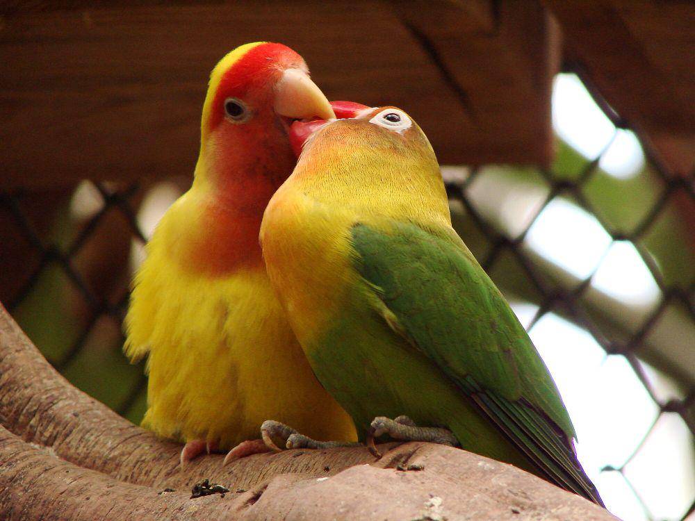 Lovebirds (commons.m.wikimedia.org/Guerin Nicolas)