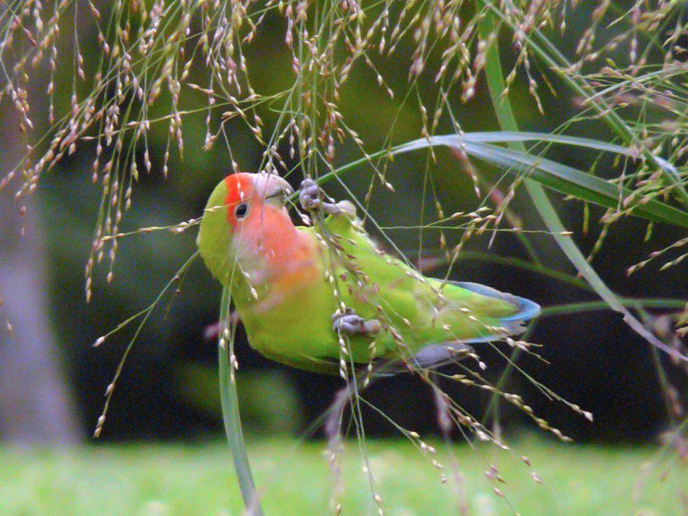 Peach-faced lovebirds (commons.m.wikimedia.org/David Gonzalez Romero)