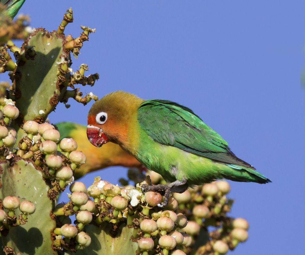 Fischer's lovebird (commons.m.wikimedia.org/Lip Kee)