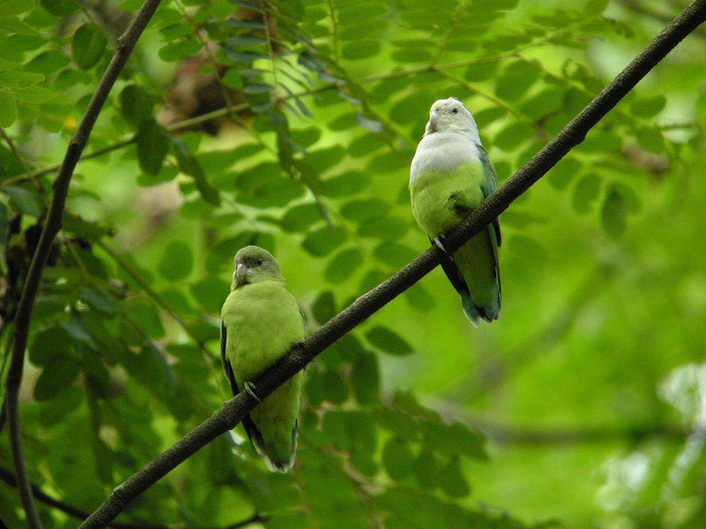 Grey-headed lovebird (commons.m.wikimedia.org/Frank Vassen)