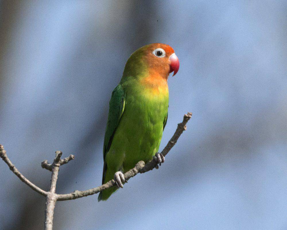 Lilian's lovebird (commons.m.wikimedia.org/Lip Kee)