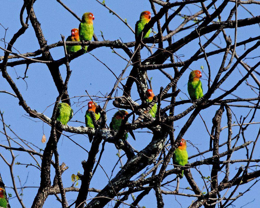 Lilian's lovebird (commons.m.wikimedia.org/Lip Kee)