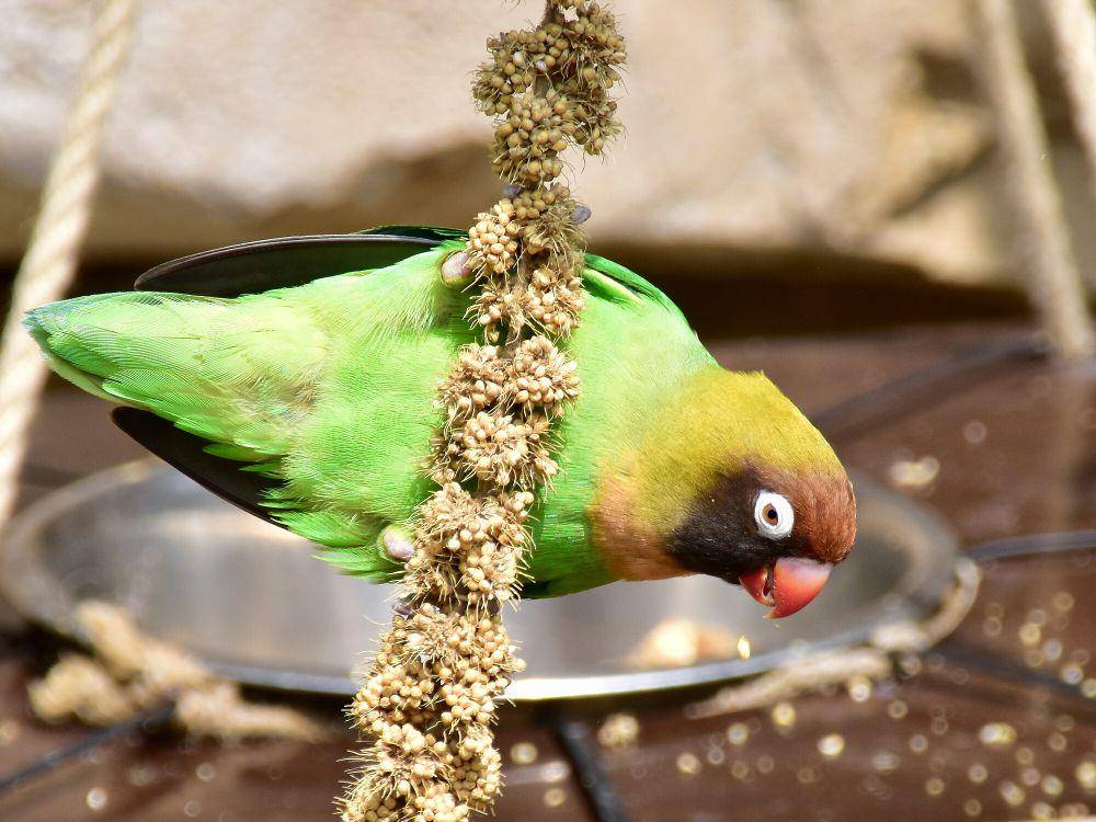 Black-cheeked lovebird (commons.m.wikimedia.org/Nasser Halaweh)
