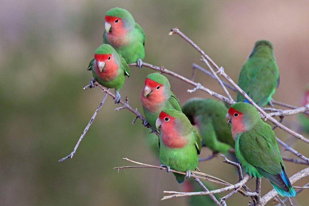 Rosy-faced lovebird (commons.m.wikimedia.org/Charles J. Sharp)
