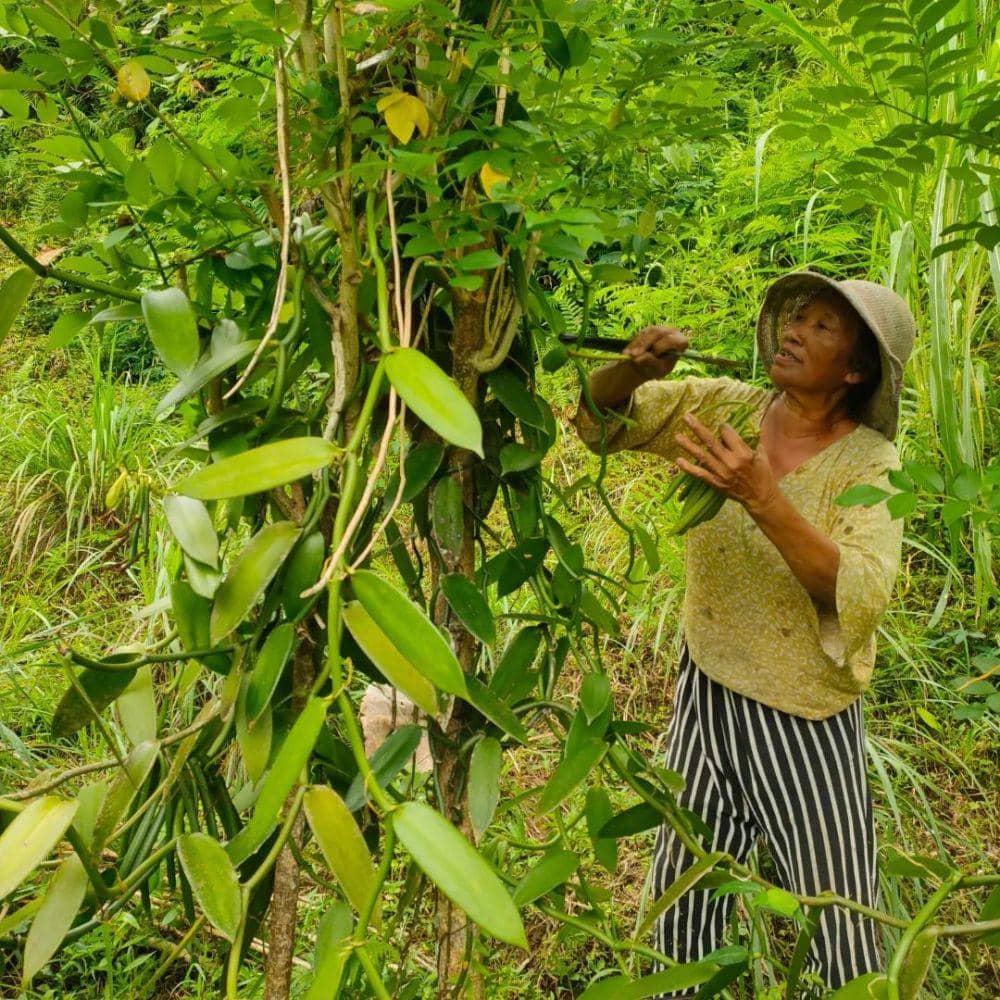 Petani saat memanen vanili (instagram.com/balivanilla_beans)