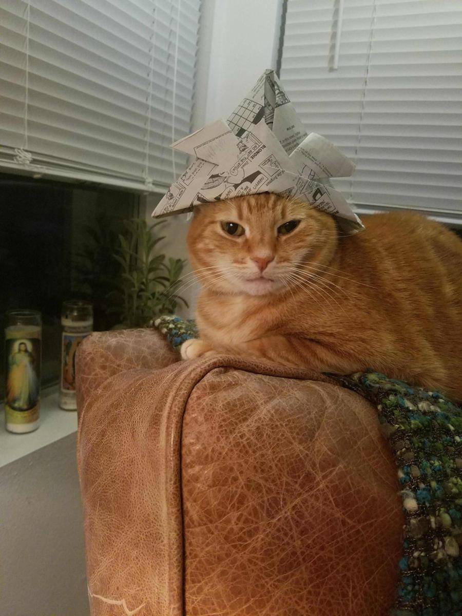foto lucu kucing pakai helm (reddit.com/user/Snicklefritz25)