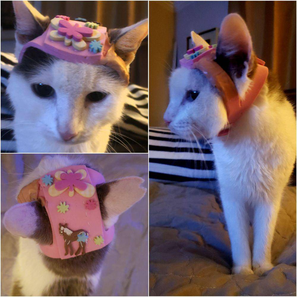 foto lucu kucing pakai helm (reddit.com/user/-twistedflatcat-)