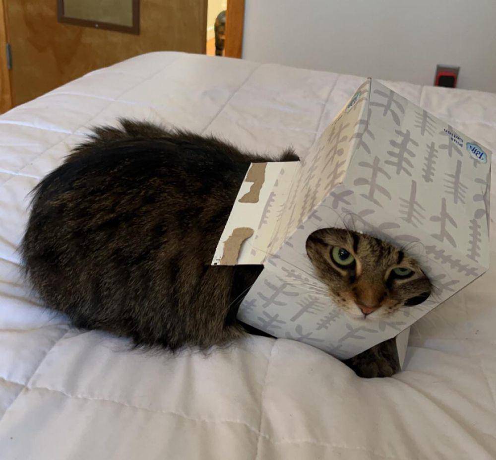 foto lucu kucing pakai helm (reddit.com/user/Hareemoii)