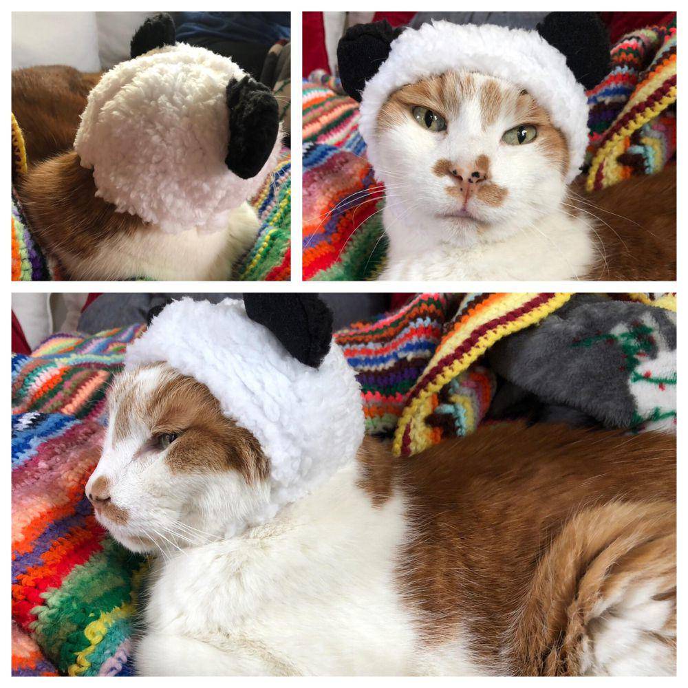 foto lucu kucing pakai helm (reddit.com/user/RubberCityKitty)