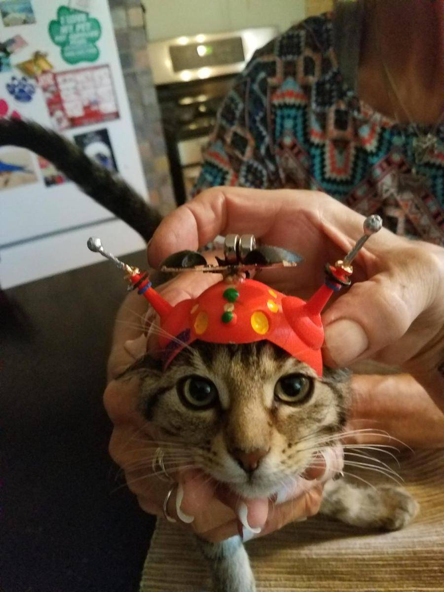 foto lucu kucing pakai helm (reddit.com/user/Roscolicious1)