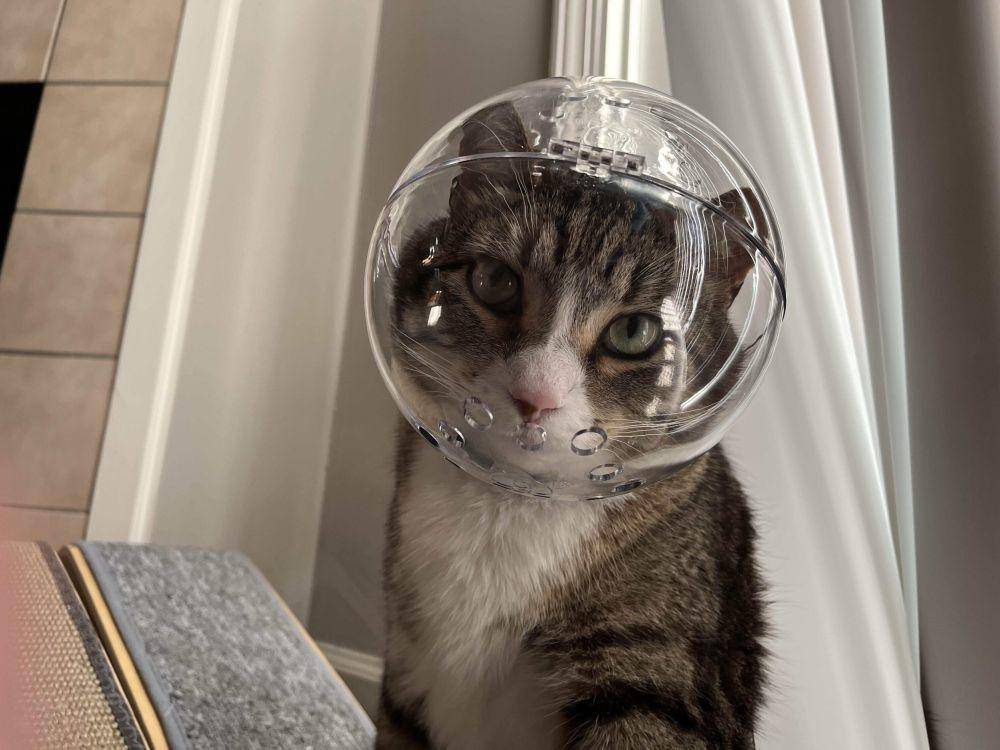 foto lucu kucing pakai helm (reddit.com/user/rogueShadow13)