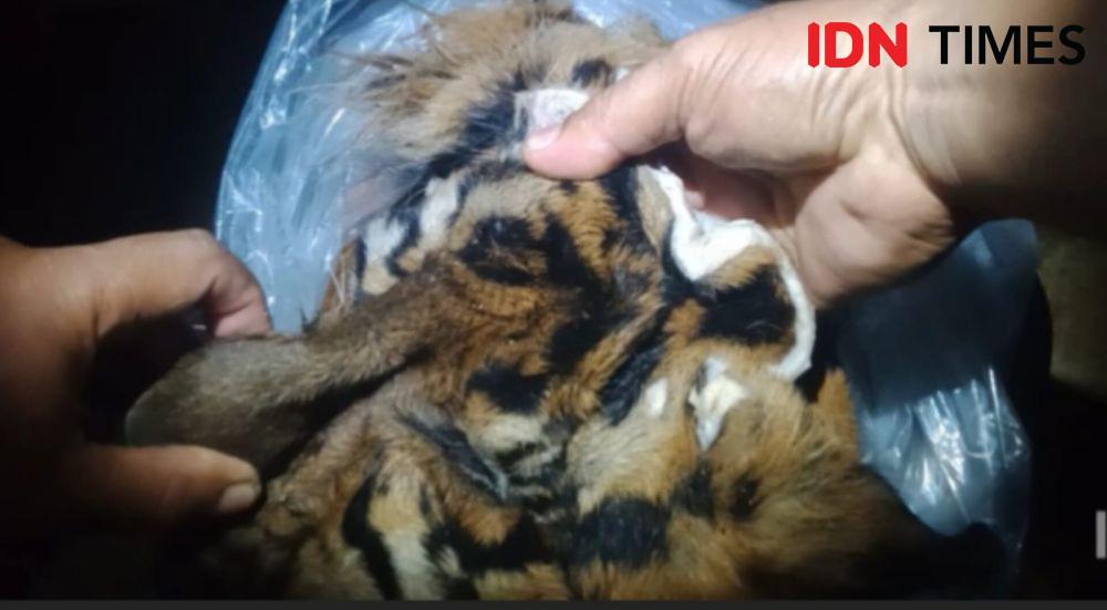 Menyamar Jadi Pembeli, Polisi Tangkap Penjual Kulit Harimau