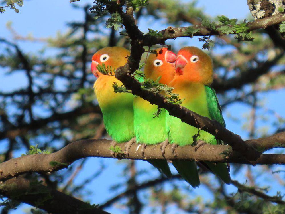 Lovebirds (unsplash.com/Michael Wilcox)