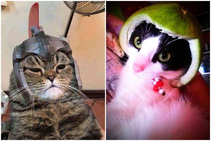 kolase foto lucu kucing pakai helm (reddit.com/user/AwwCatsDotCom | reddit.com/user/BiigEye)