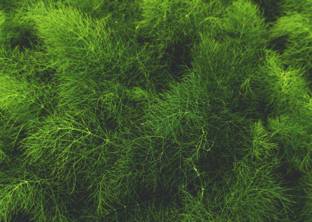ilustrasi alga (unsplash.com/@nbrumbines)