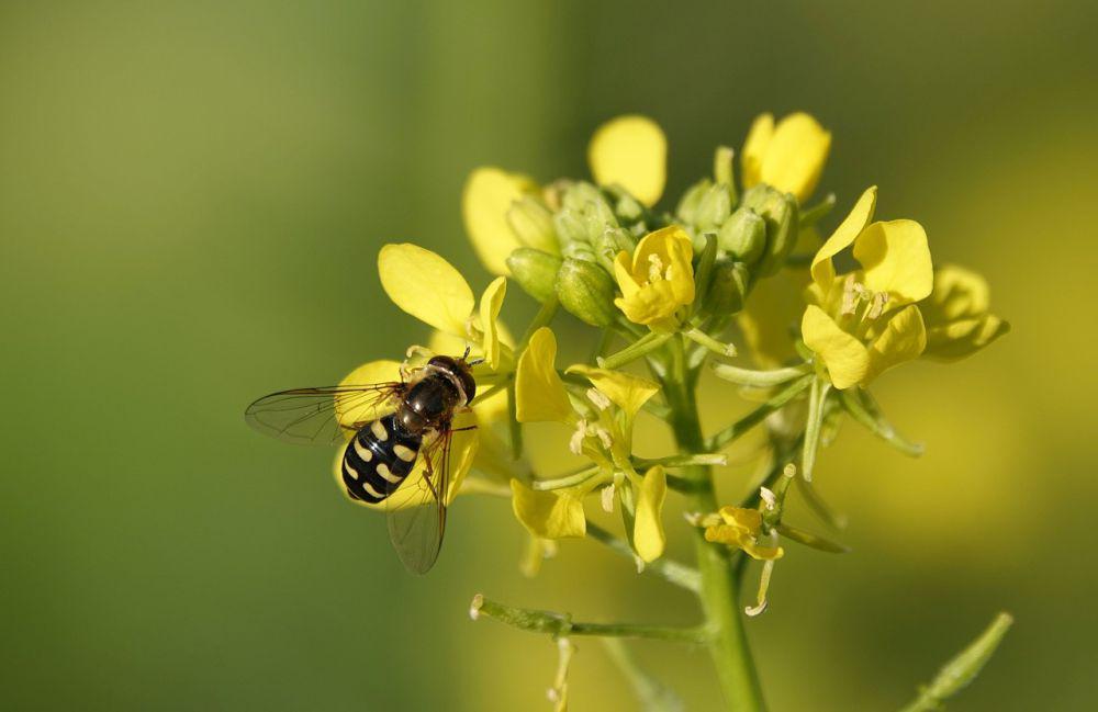 5 Fakta Bom Mustard, Sistem Pertahanan Alami Tumbuhan Saat Terluka!