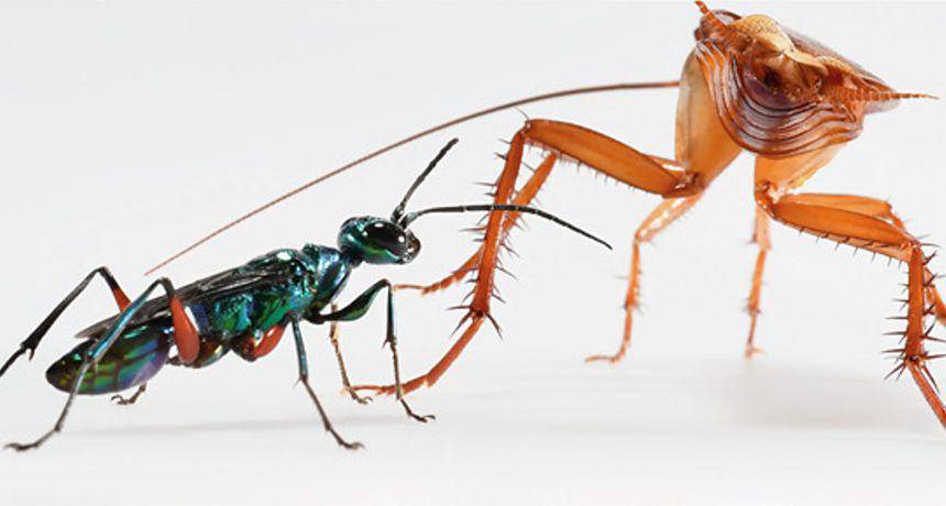 ilustrasi Ampulex compressa (Sciencenews.org)