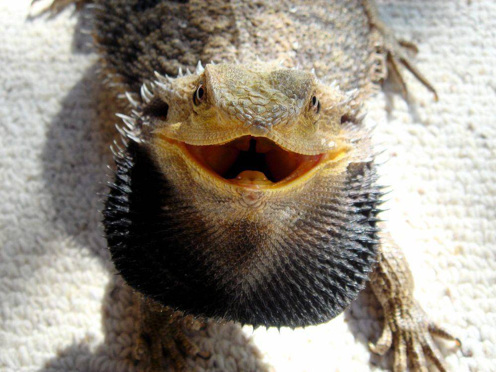 Bearded dragon (commons.m.wikimedia.org/Obolton)