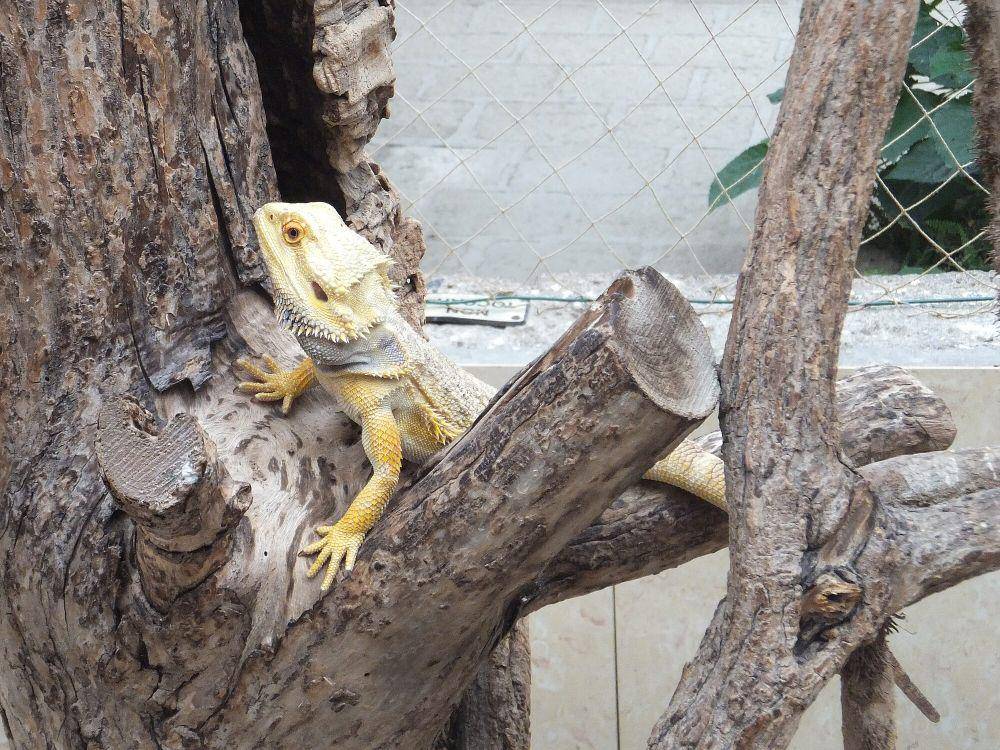 Bearded dragon (commons.m.wikimedia.org/Syrio)