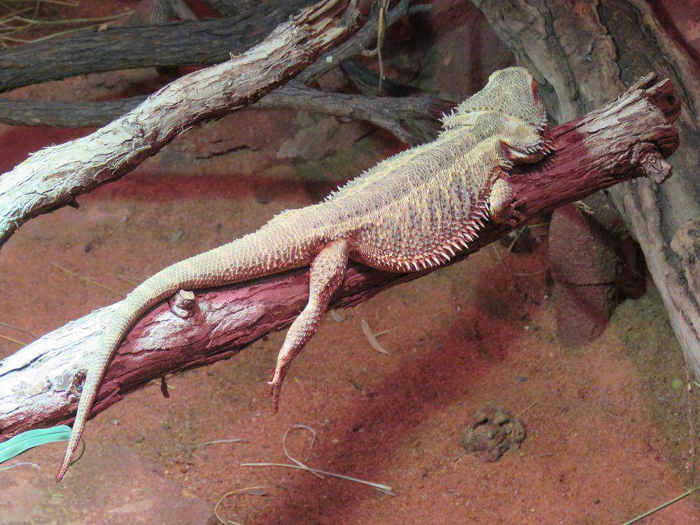 Bearded dragon (commons.m.wikimedia.org/Calistemon)