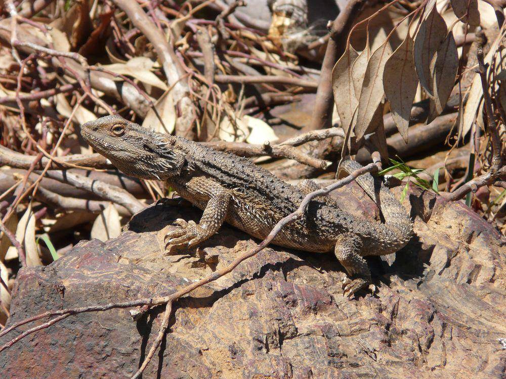 Bearded dragon (commons.m.wikimedia.org/Mike Young)