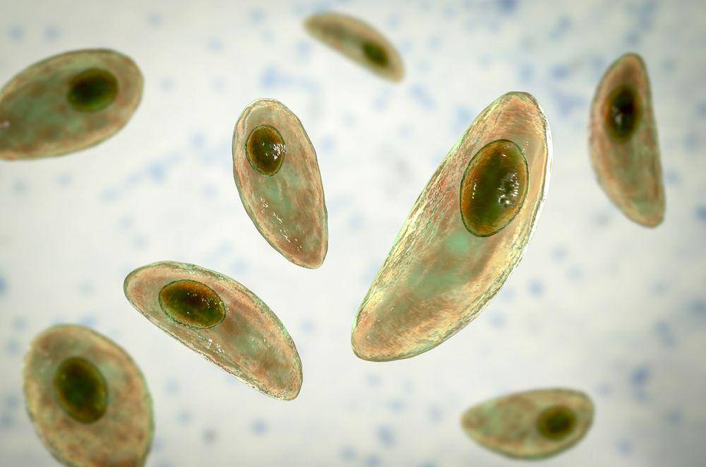 ilustrasi Toxoplasma gondii (Science.org)