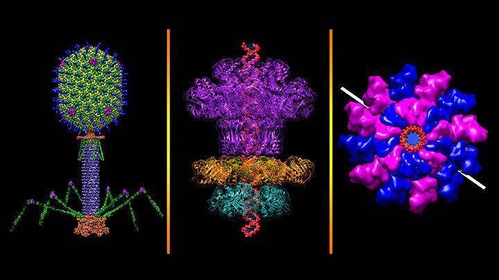 ilustrasi bacteriophage T4 (flickr.com/NIH Image Gallery)