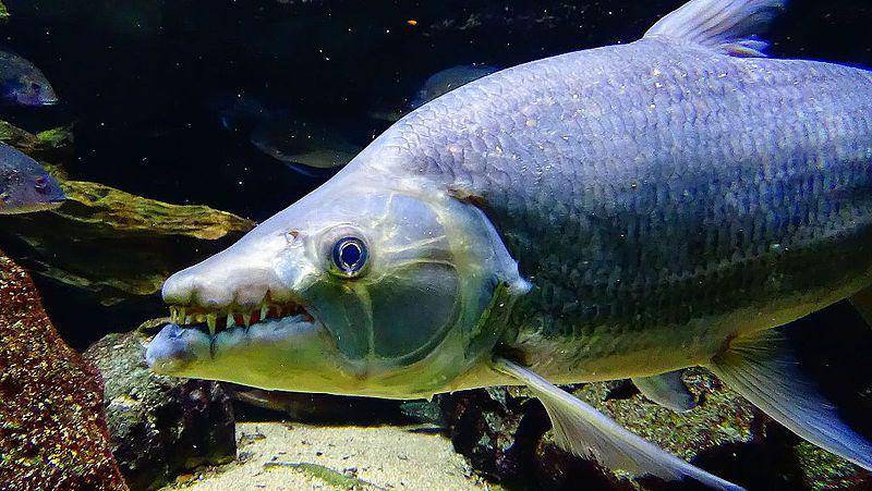 Goliath tigerfish dewasa dipelihara di salah satu akuarium di Paris, Prancis. (commons.wikimedia.org/Cedricguppy - Loury Cédric)