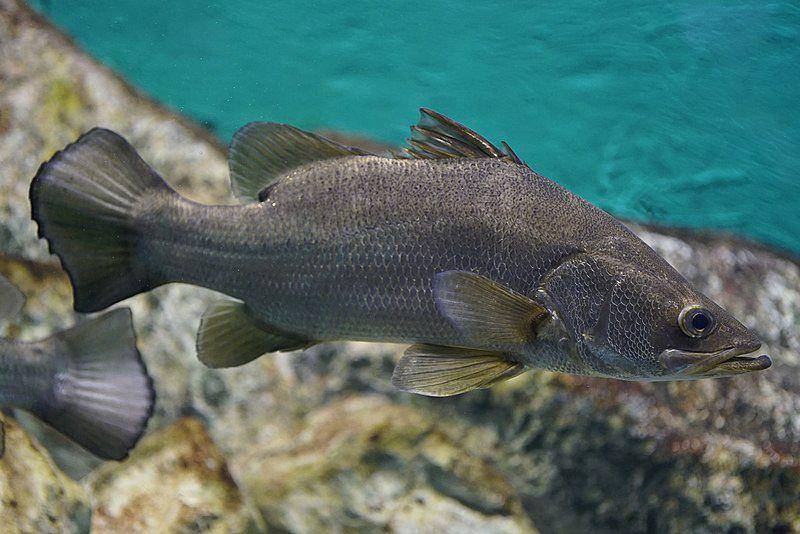 potret dari nile perch, sosok ikan paling invasif di dunia (commons.wikimedia.org/Daiju Azuma)
