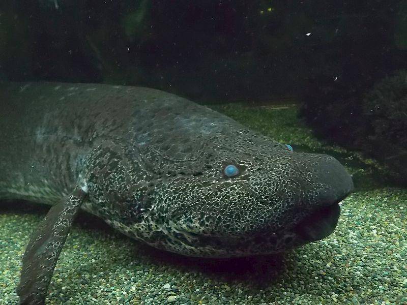 Marbled lungfish dewasa dipelihara di Tokyo Tower Aquarium, Jepang. (commons.wikimedia.org/George Berninger Jr.)