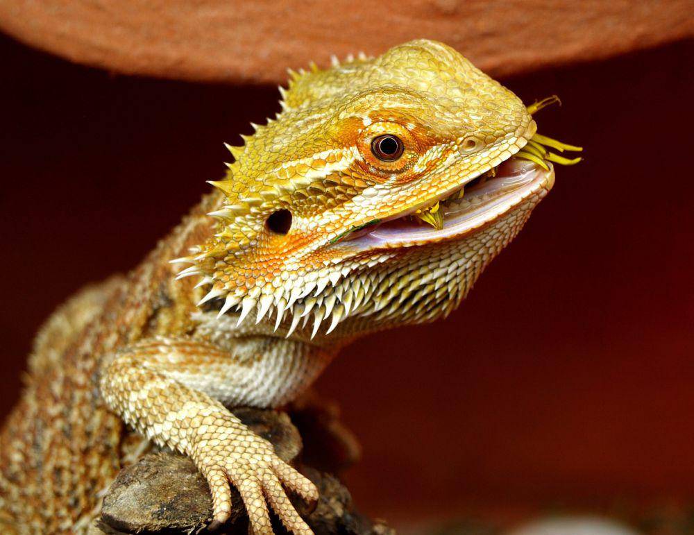 Bearded dragon (pixabay.com/Dany)