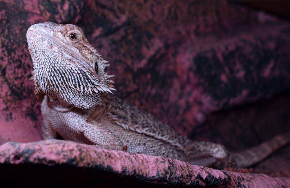 Bearded dragon (pixabay.com/Aixklusiv)