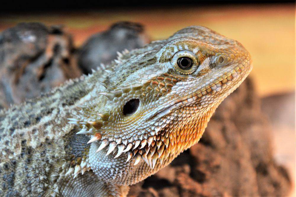 Bearded dragon (pixabay.com/Scott