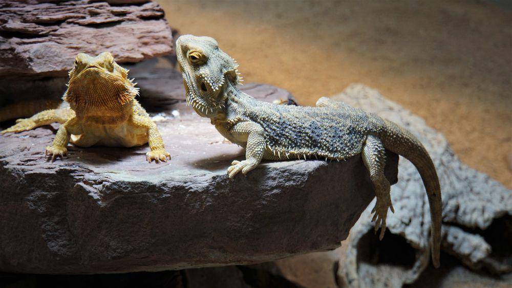 Bearded dragon (pixabay.com/Mylene)