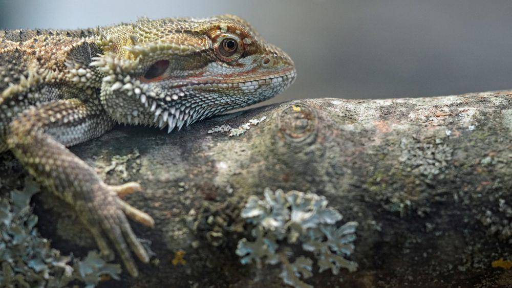 Bearded dragon (pixabay.com/Mylene)