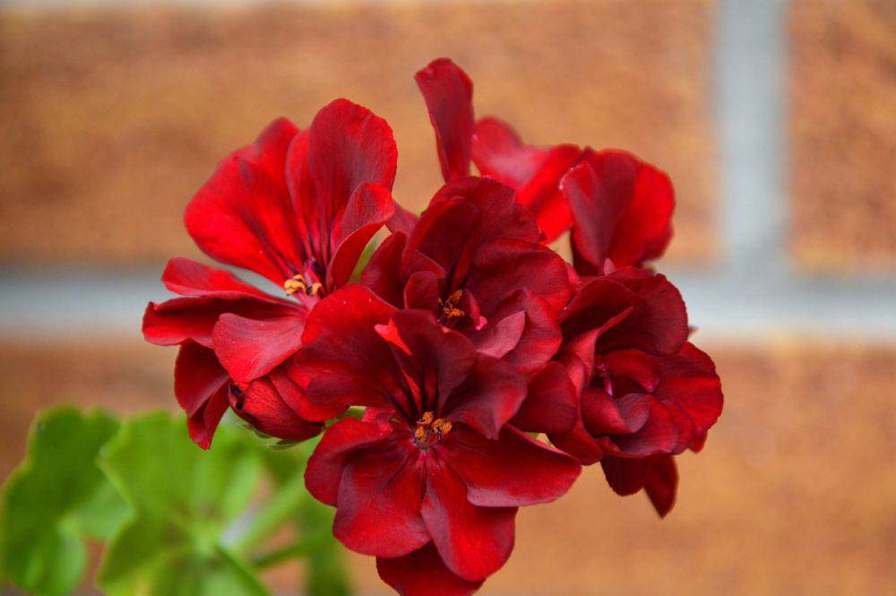 Ilustrasi geranium (pixabay.com/Peggychoucair)