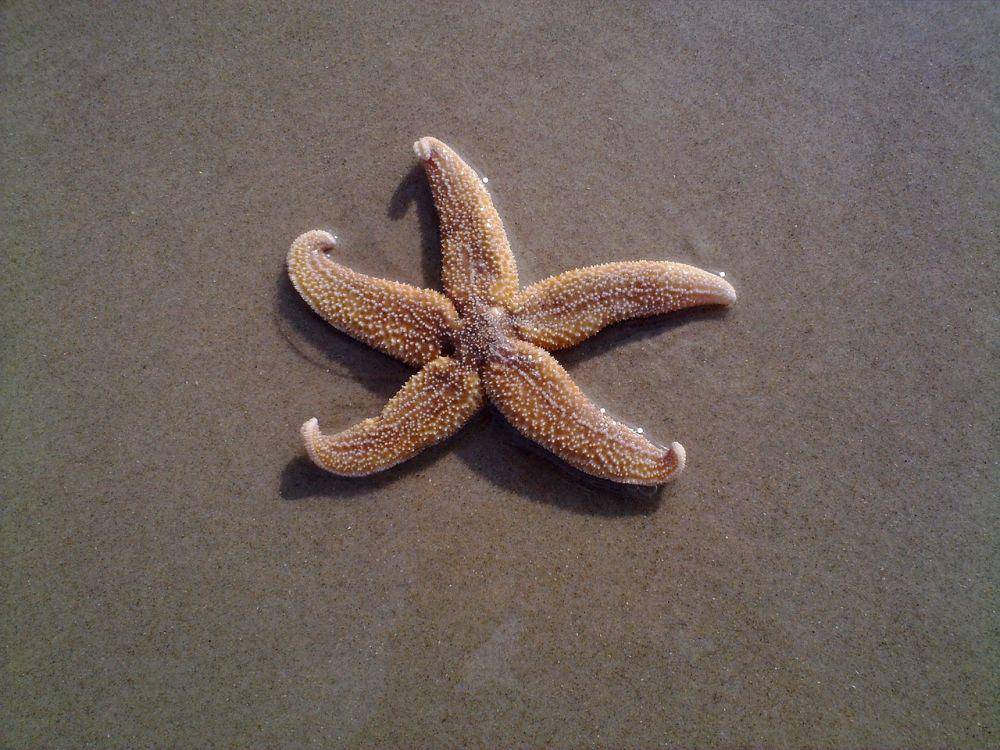 ilustrasi bintang laut (pixabay.com/Barbel Naujack)