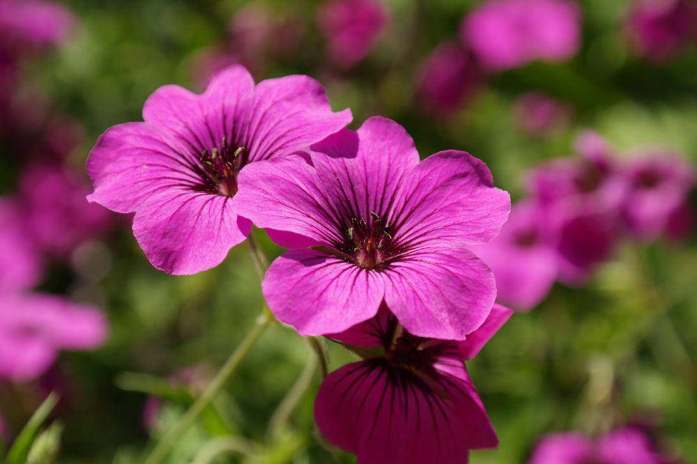 Ilustrasi geranium (pixabay.com/Hans)