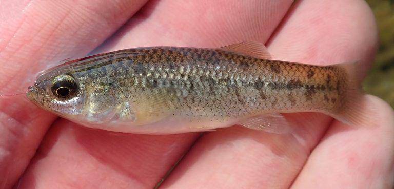 ilustrasi California Killifish (Mexican-fish.com)